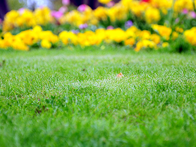 lush lawn