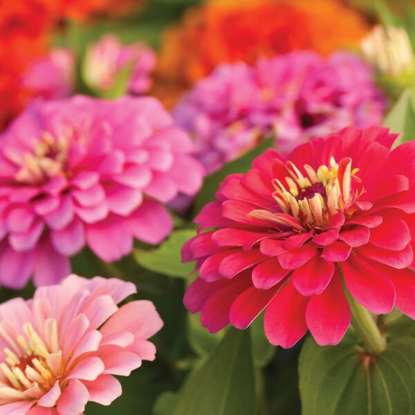 zinnias