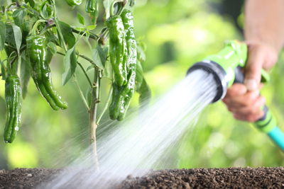 watering
