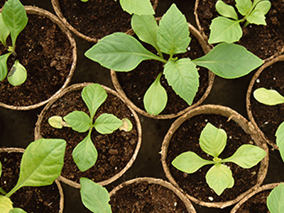 sprouts