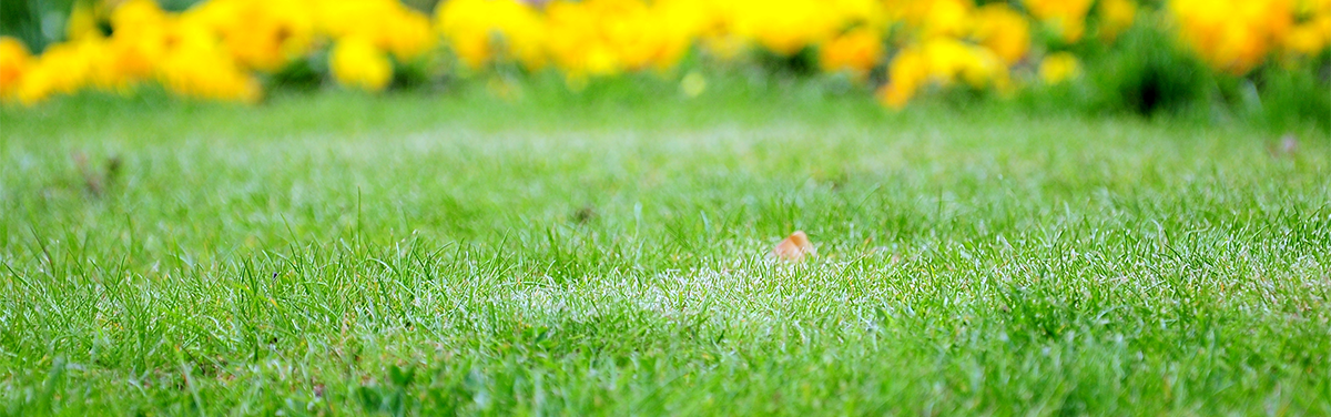 lush lawn
