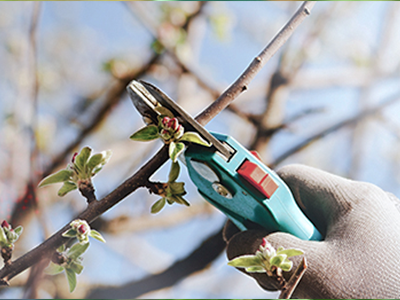 pruning in winter