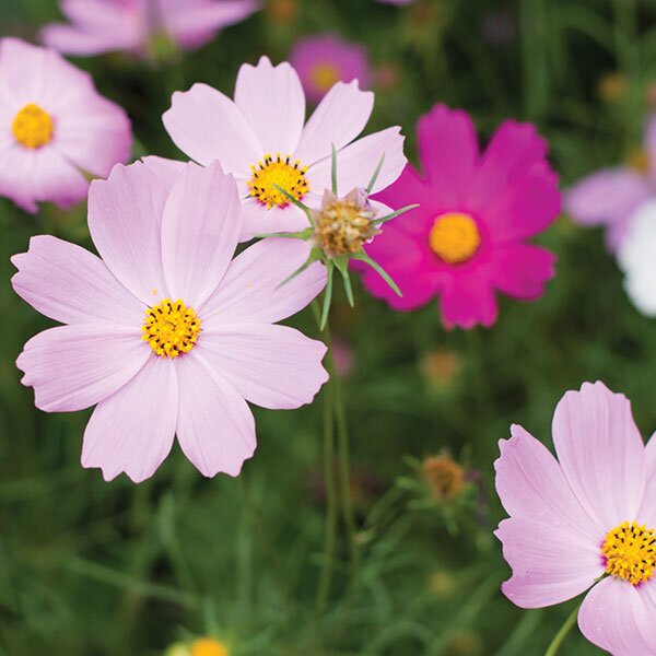 cosmos