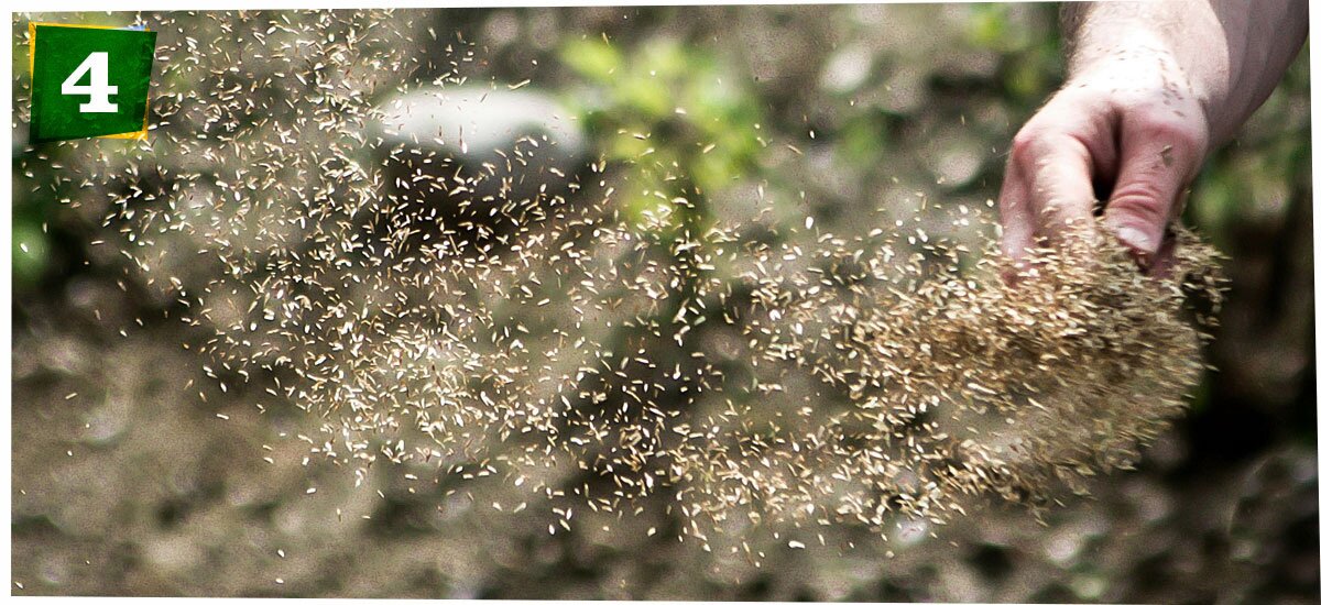 spreading seed