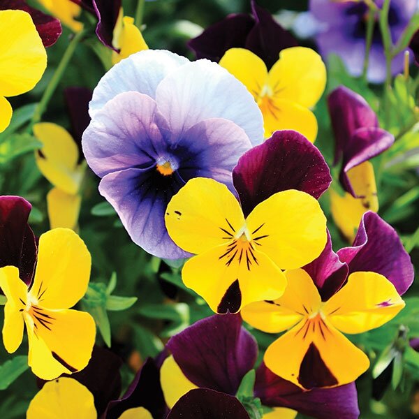 violas