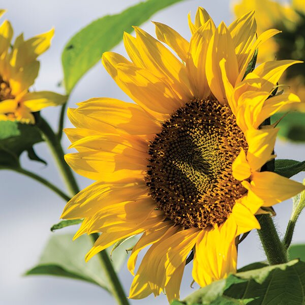 sunflowers