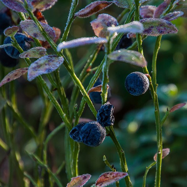 blueberries
