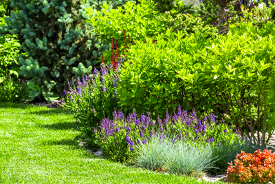 Green yard with flowering plants