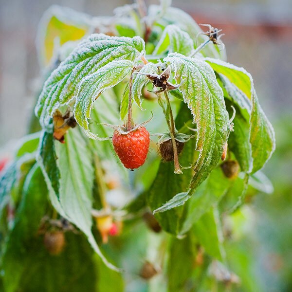 raspberries in frost