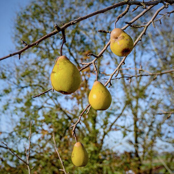 pears on bare branches