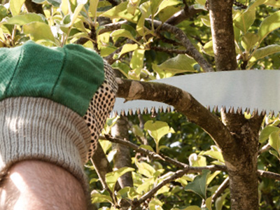 using a hand saw to trim branches