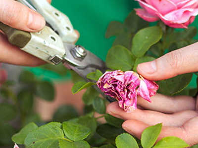 deadheading flowers
