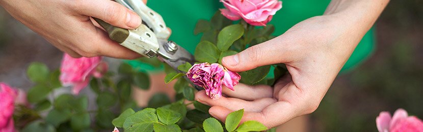 deadheading flower blooms