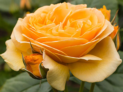 tea rose