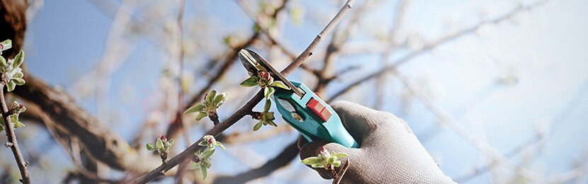pruning in winter conditions