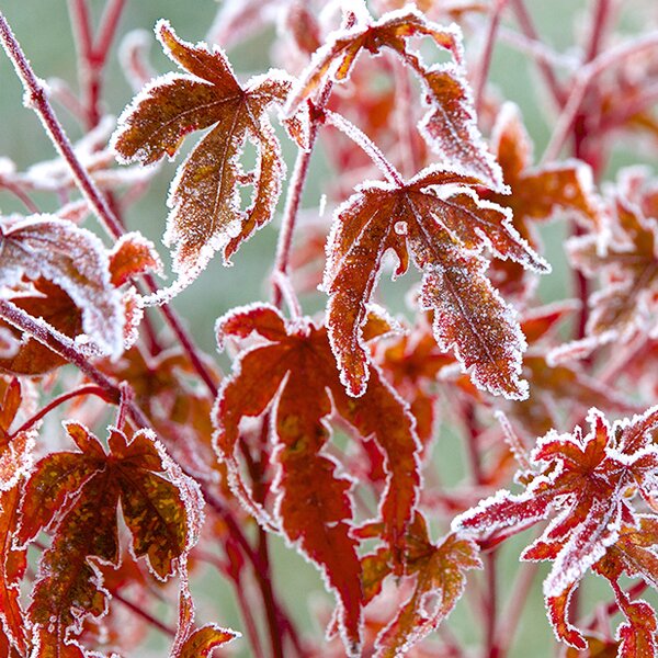 maples in winter
