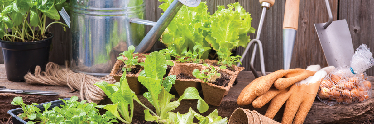 gardening plants and tools