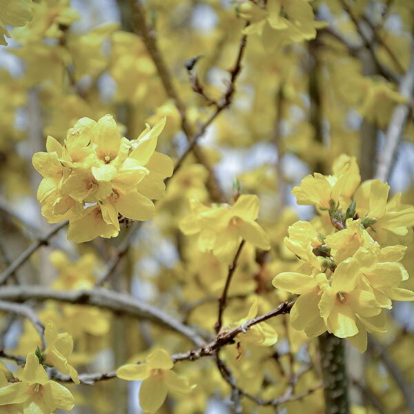 forsythia blooms