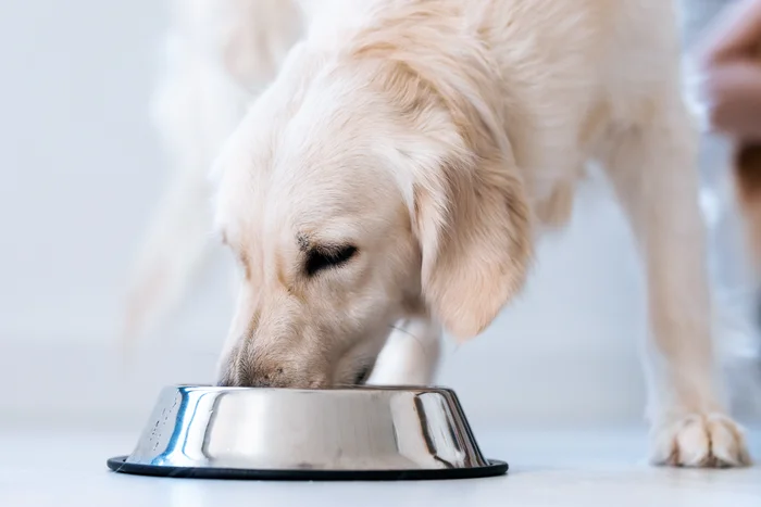 Adult dog eating from a bowl