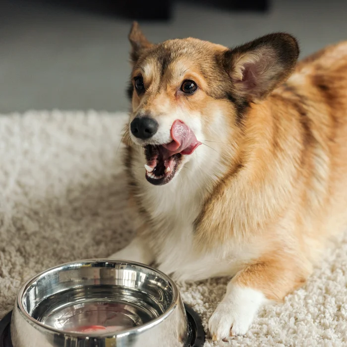 Corgi dog sitting next to a water bowl