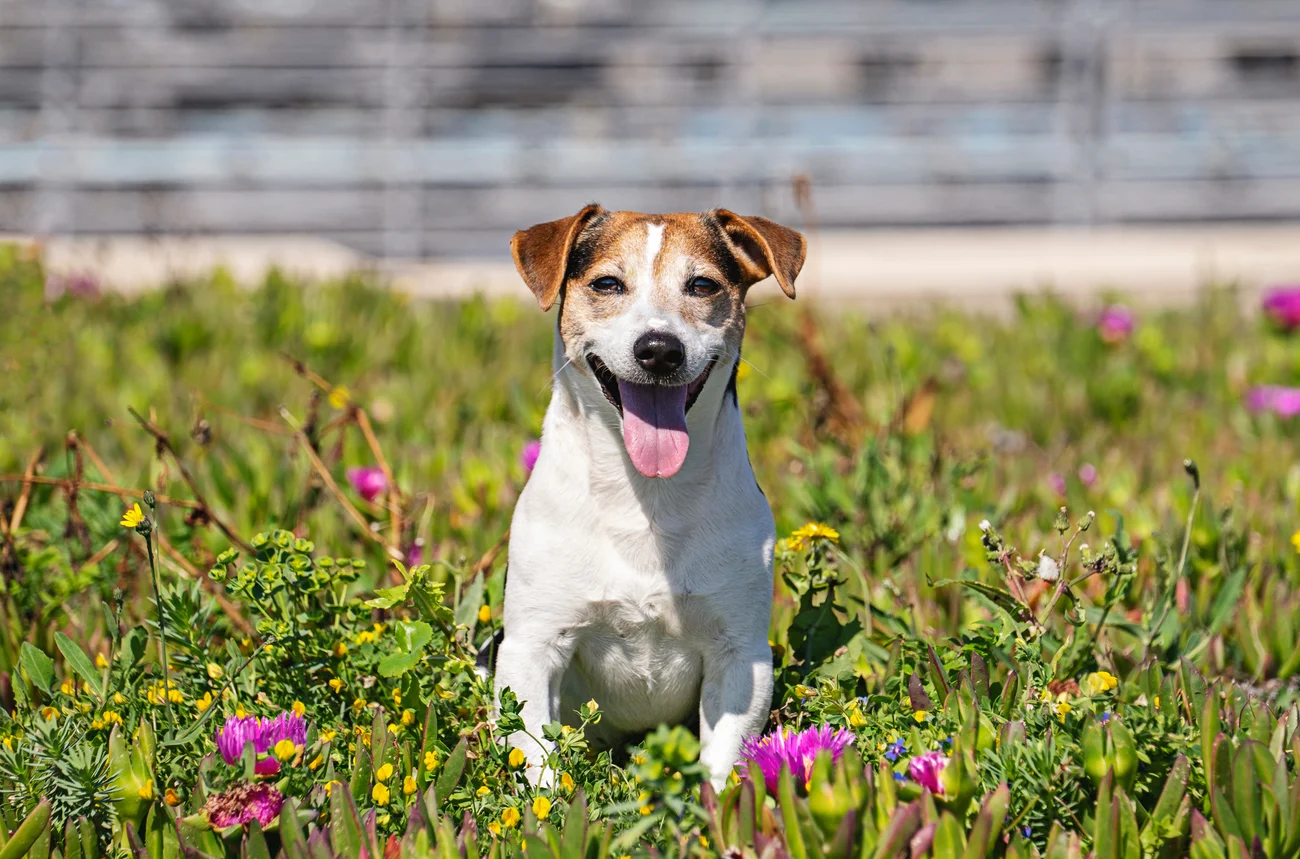 Dog sitting outdoors in flowers