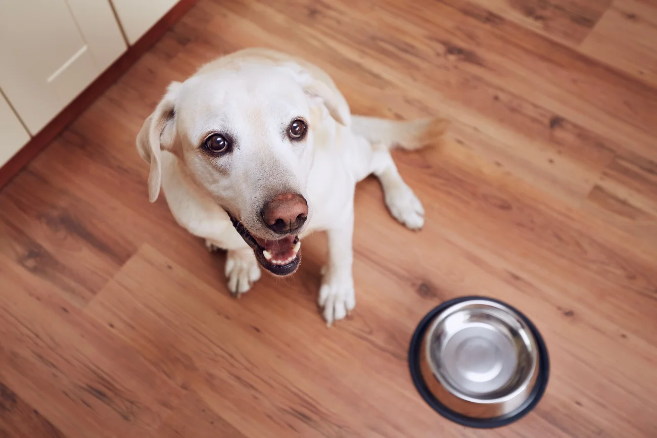 A dog sitting in a kitchen waiting to be fed