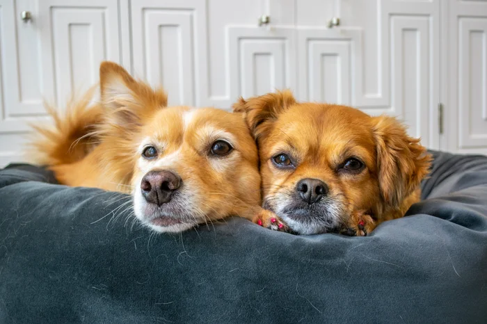 2 senior dogs laying in a bed together.