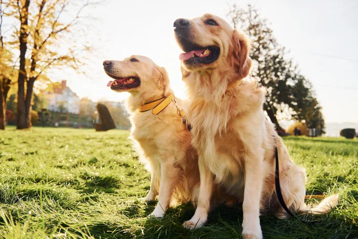 Two Golden Retriever dogs have a walk outdoors in the park together