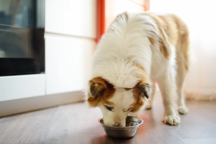 A white dog eating from a silver bowl