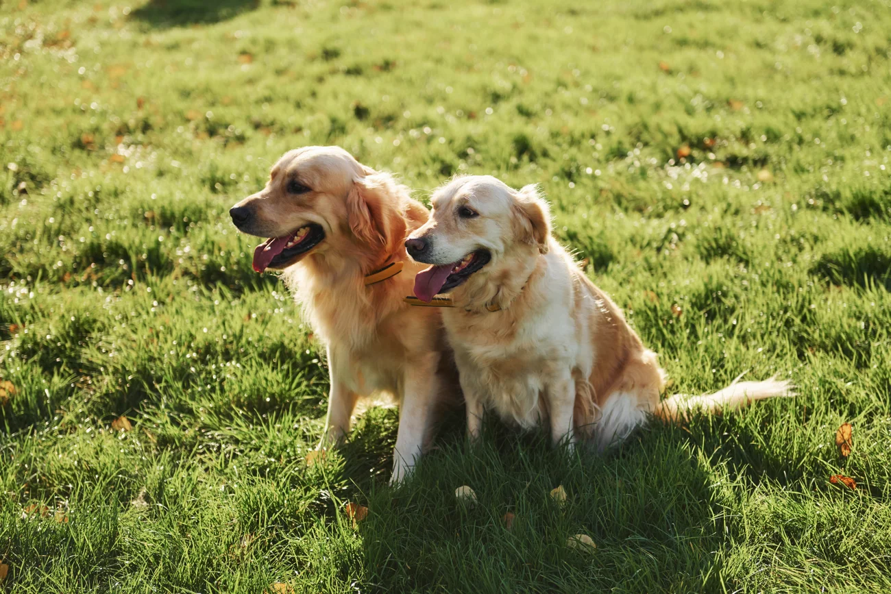 2 Golden retrievers sitting in a field.