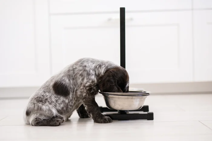 Young springer spaniel dog eating from a bowl