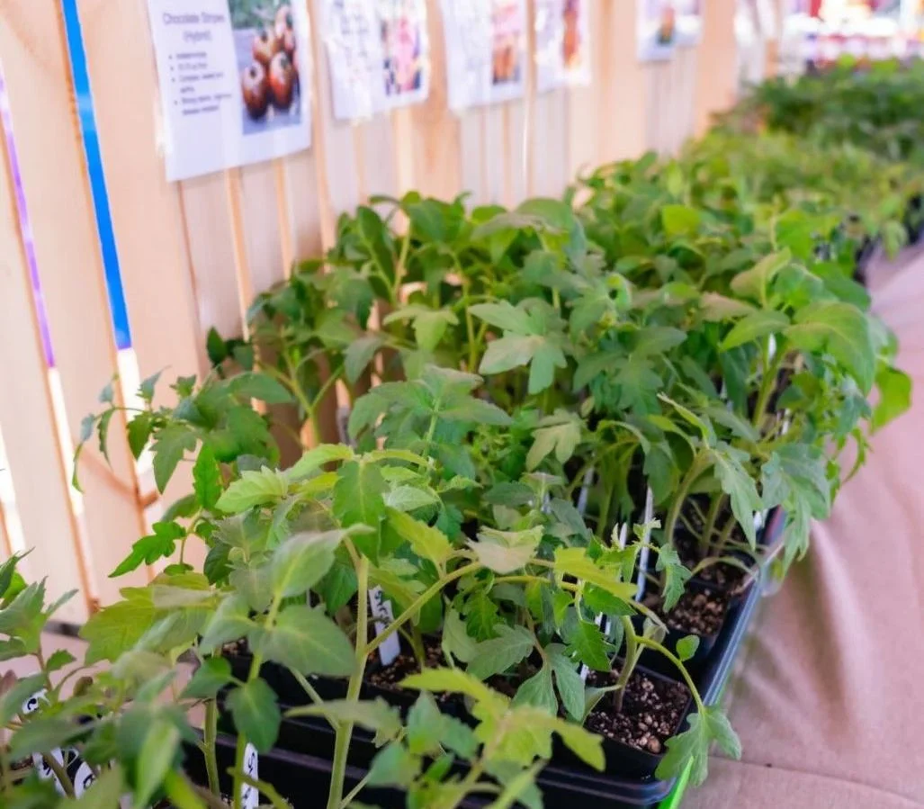 Greens at Harvey Park Farmers Market