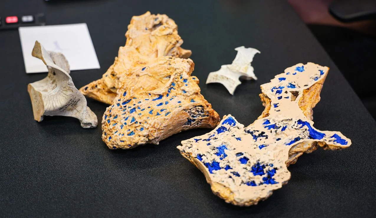 DMNS - World's Largest Dinosaurs Exhibit (Dino bones)