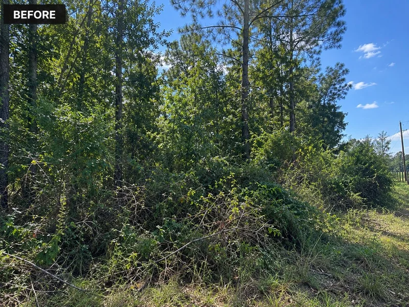 Before: overgrown brush and undergrowth