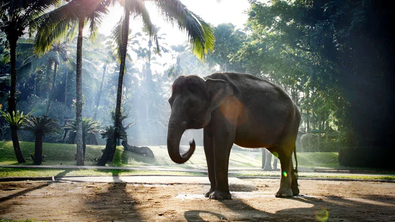 Bali 2026 Trip - Elephant in Natural Setting