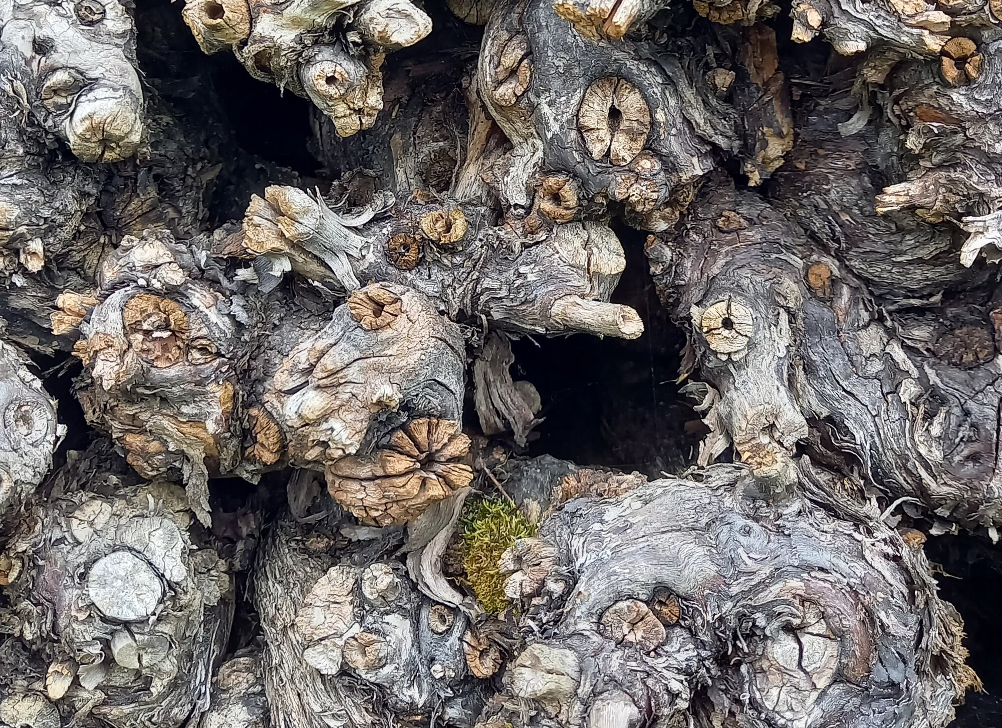 Enter your caption here...