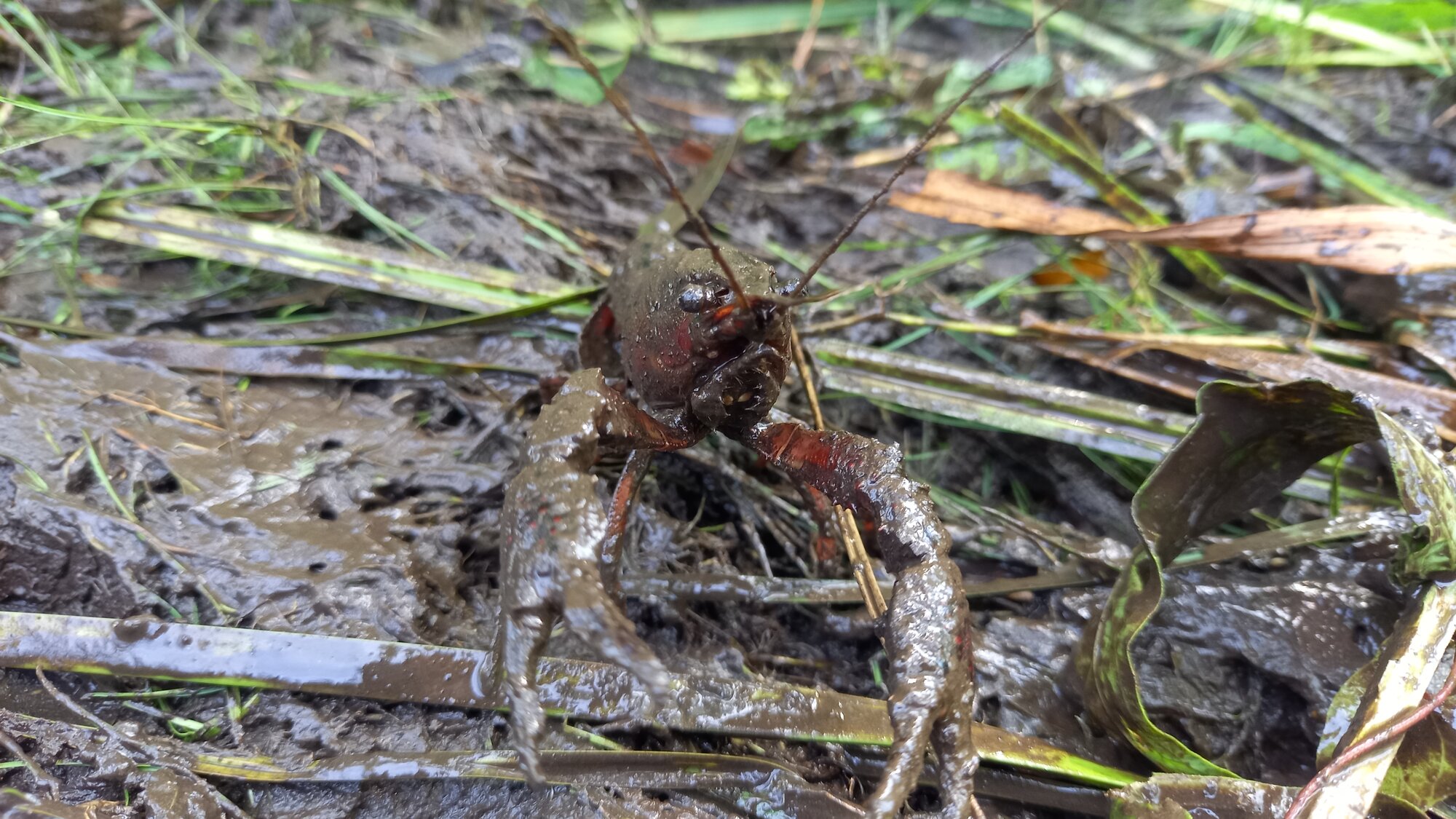 Enter your caption here...