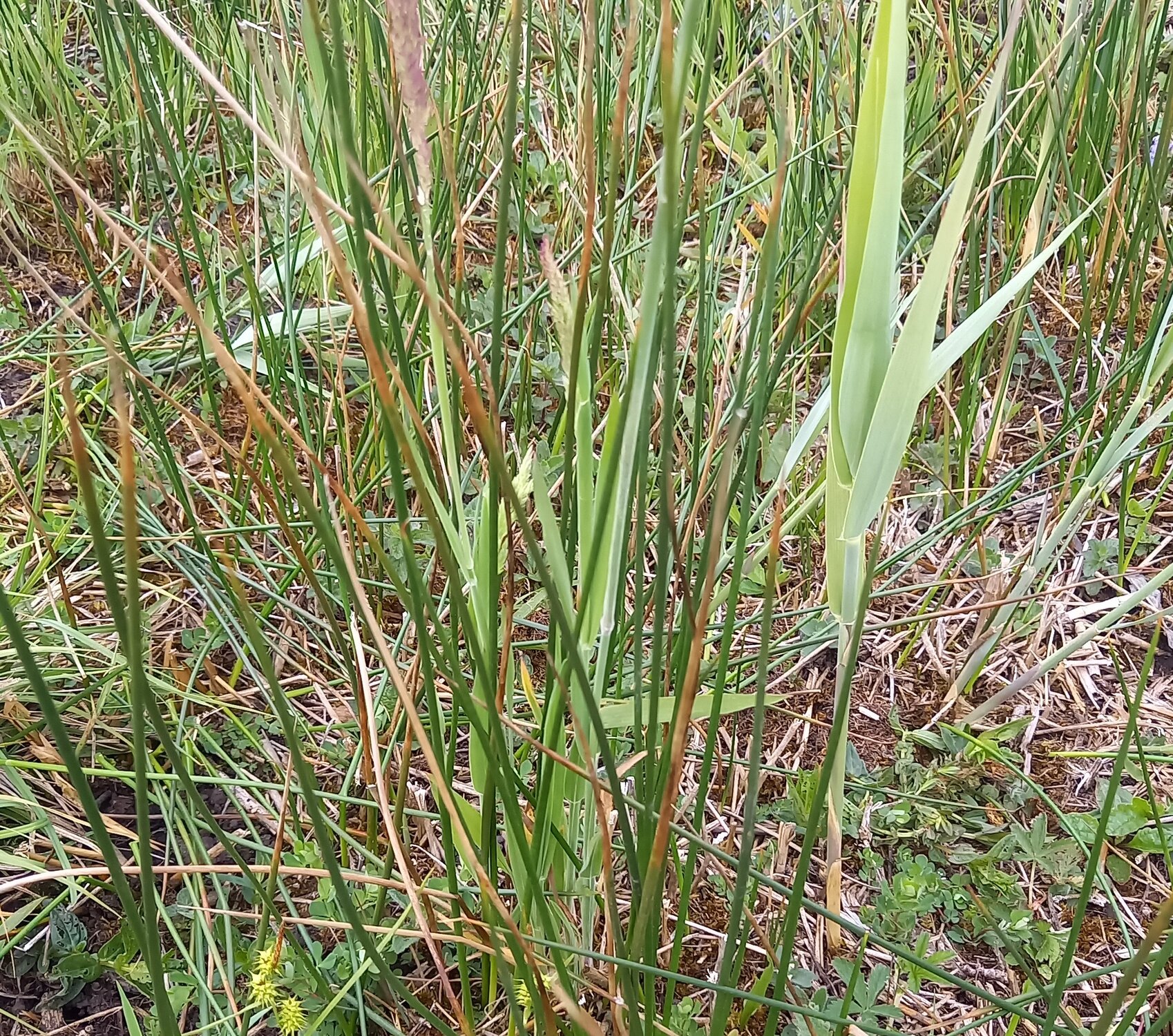 Enter your caption here...