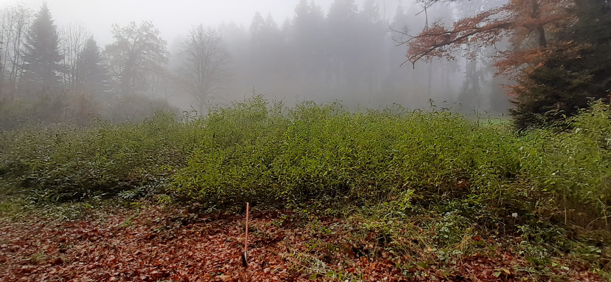 Enter your caption here...