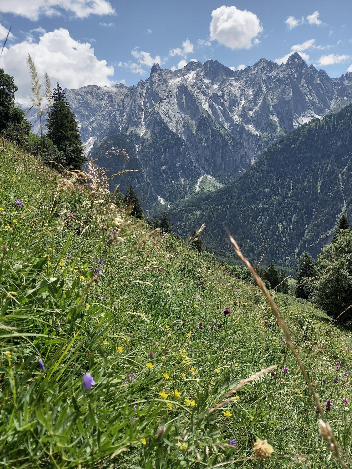Nutzung von Wiesen im Wald