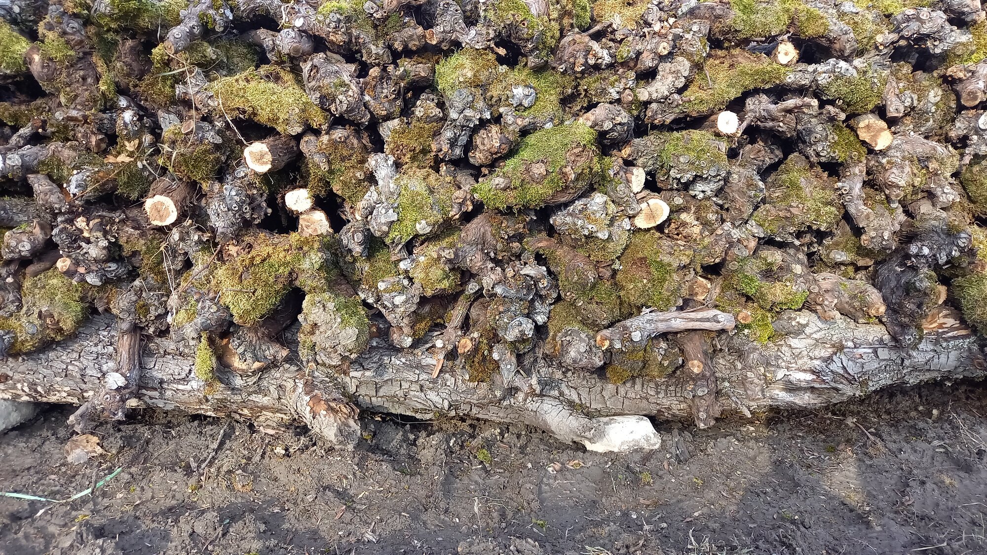 Enter your caption here...