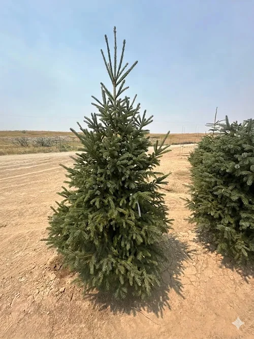 Field-grown Black Hills Spruce at Tree Source