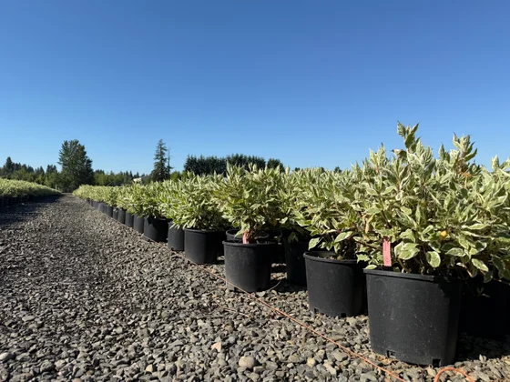 Rows of variegated dogwood shrubs in containers under a clear sky