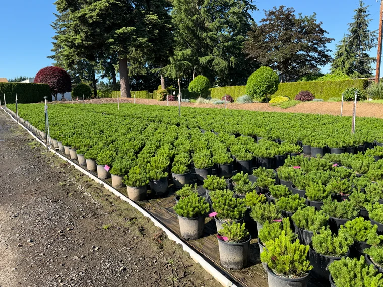 Rows of dwarf mugo pines and young conifers growing in containers at the Boring, Oregon yard
