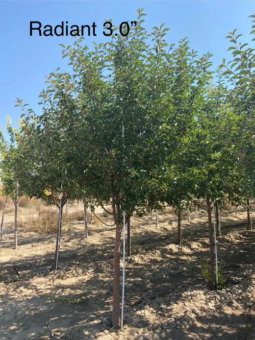 Field-grown Radiant Crabapple ornamental tree at Tree Source