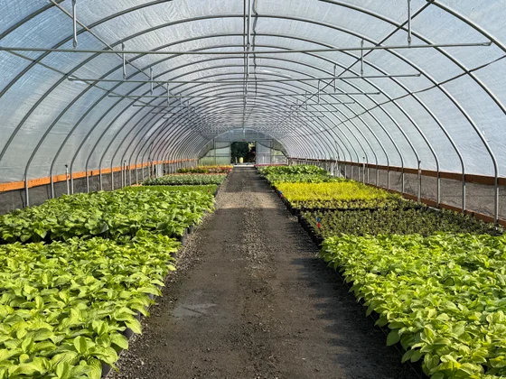 A long greenhouse filled with rows of green hostas receding into the distance