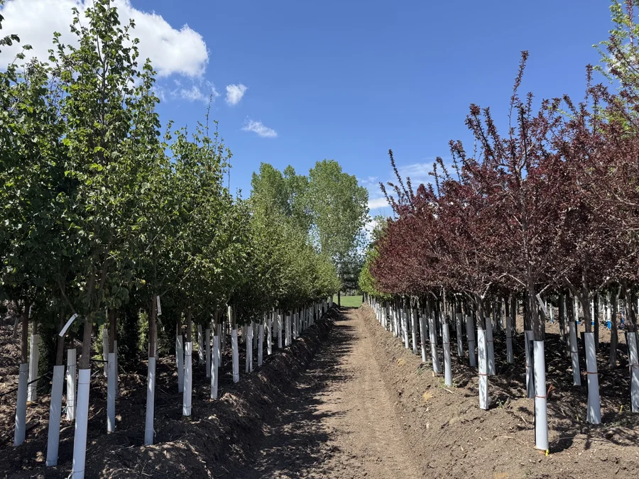 Rows of field-grown specimen shade trees in containers at Tree Source