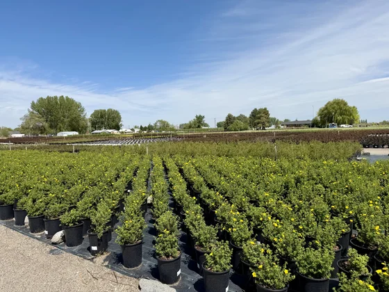 A wide container yard of flowering potentilla shrubs at the Rupert, Idaho farm