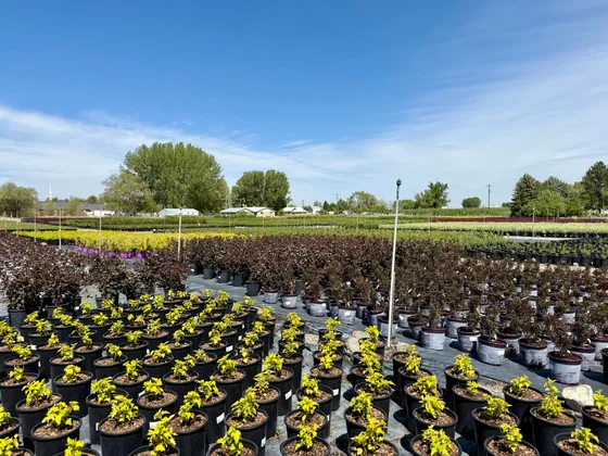 Rows of container-grown purple-leaf and gold foliage shrubs at the Rupert, Idaho can yard