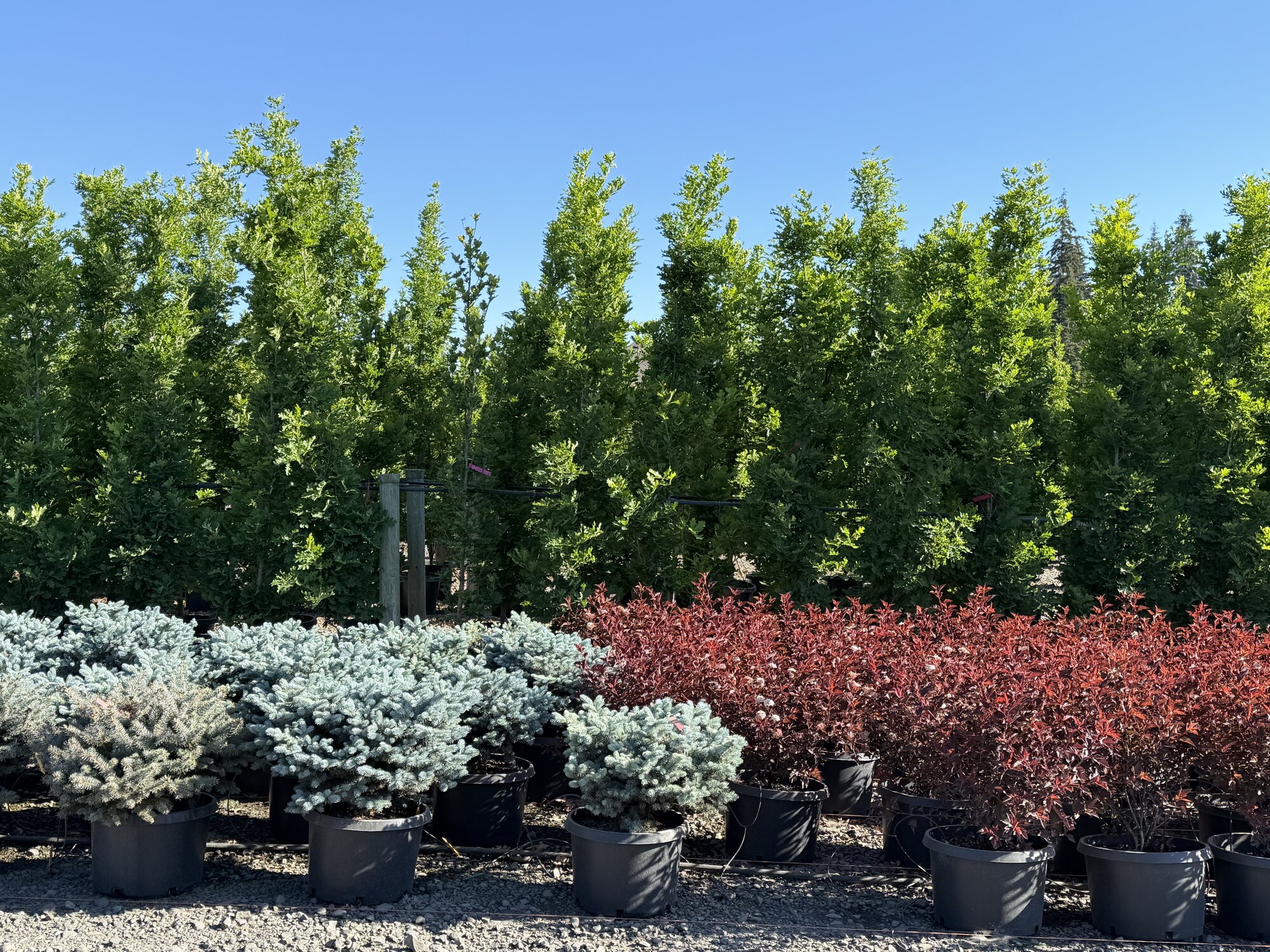 Rows of nursery stock - blue spruce, red ninebark and shade trees - staged at Tree Source's Boring, Oregon yard